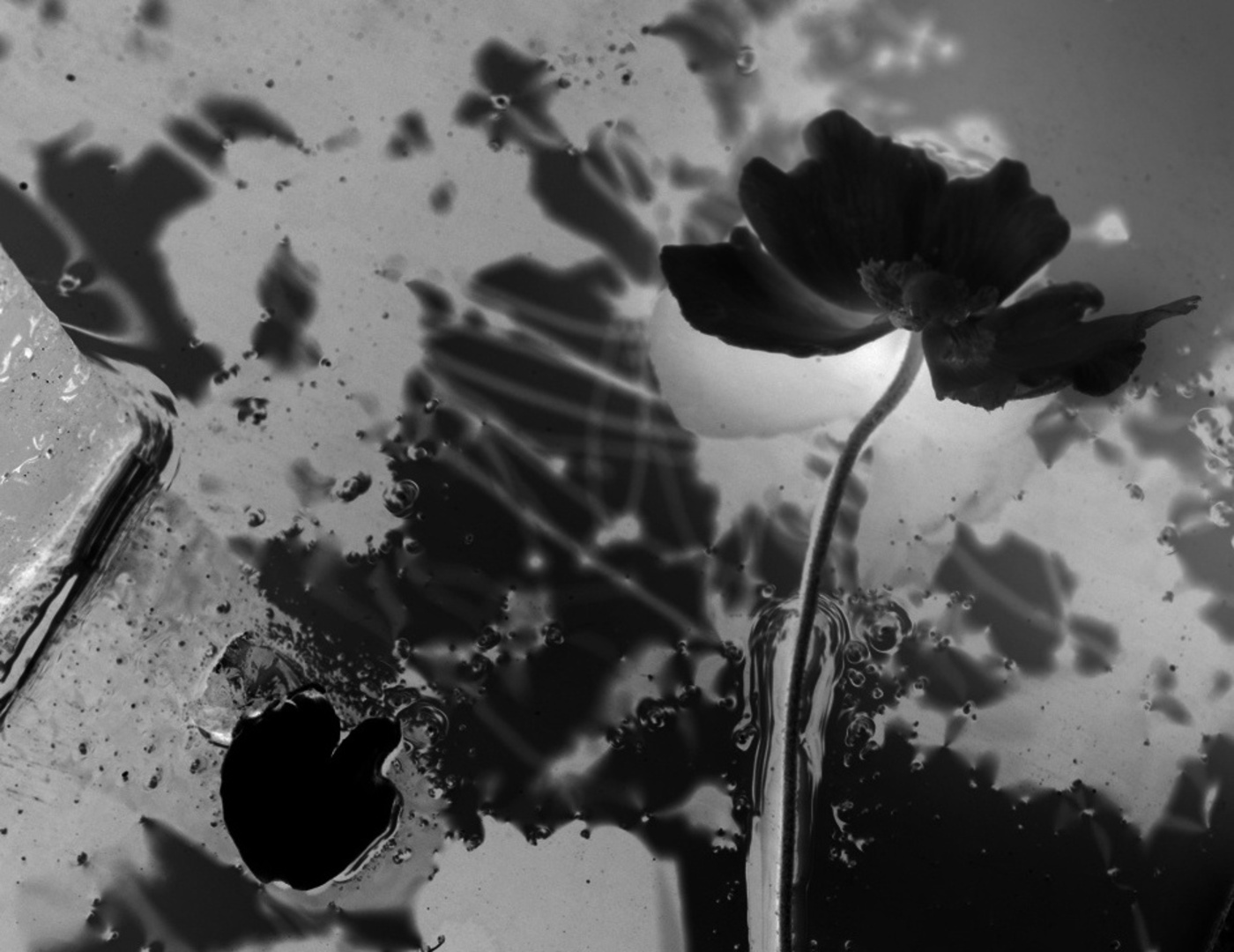 Art Photo Projects - Alexandra Catière pour la résidence INSTANTS à Château Palmer